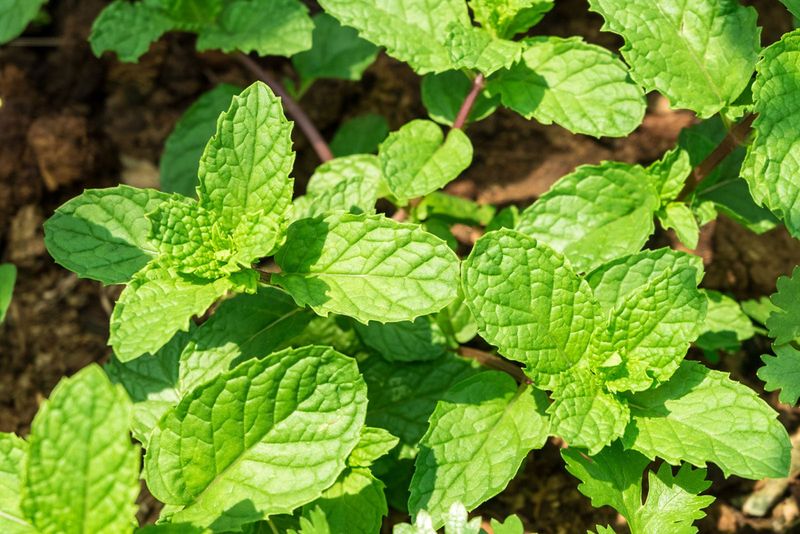 Aggressive Mint Varieties
