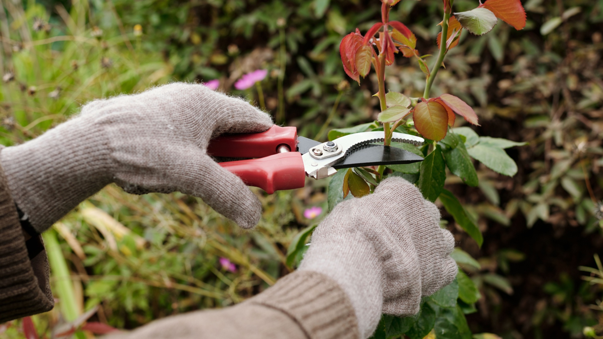 14 Plants You Should Be Pruning Now For Amazing Summer Blooms (Plus 4 That Hate Being Cut)