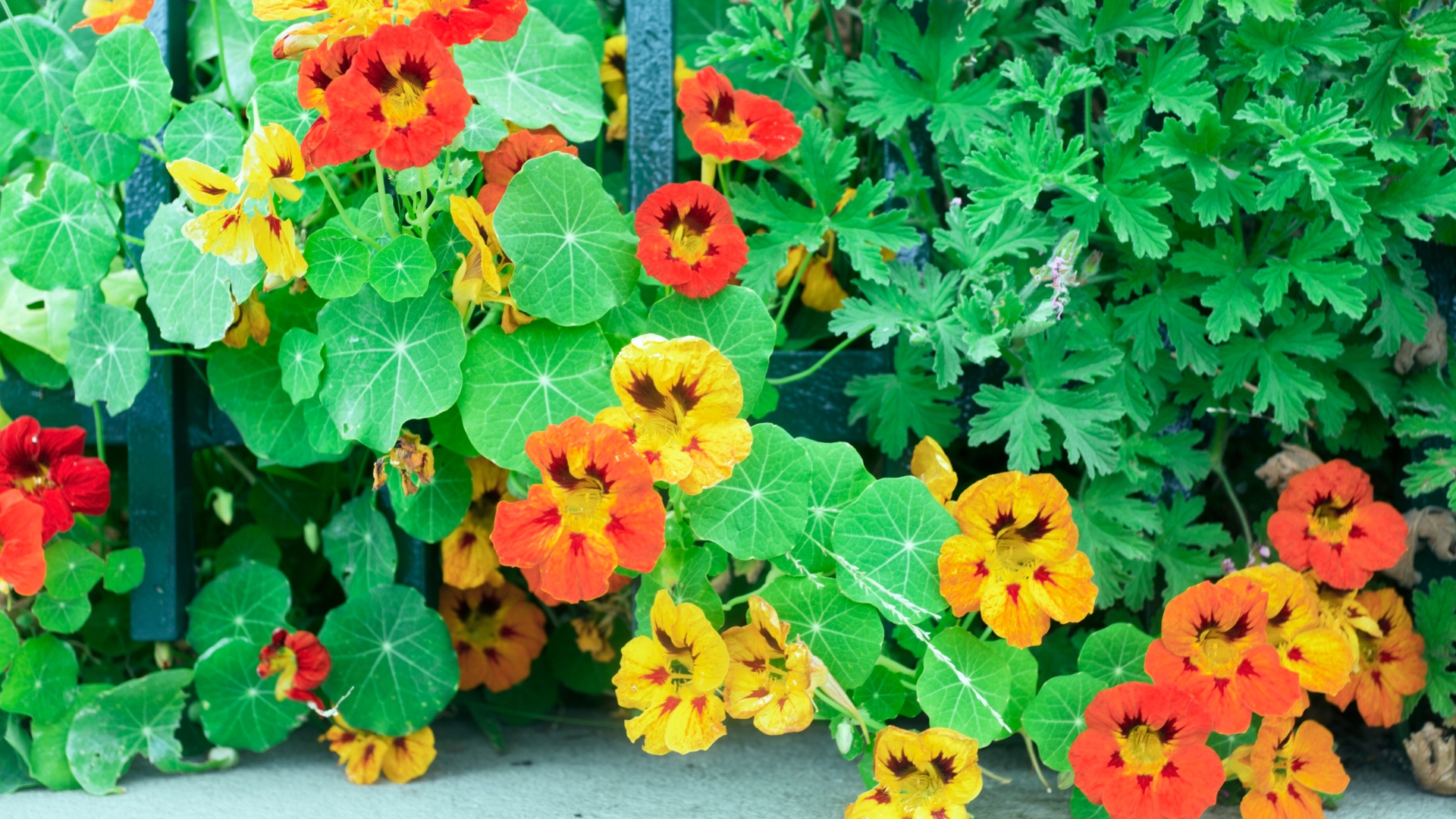 Nasturtiums