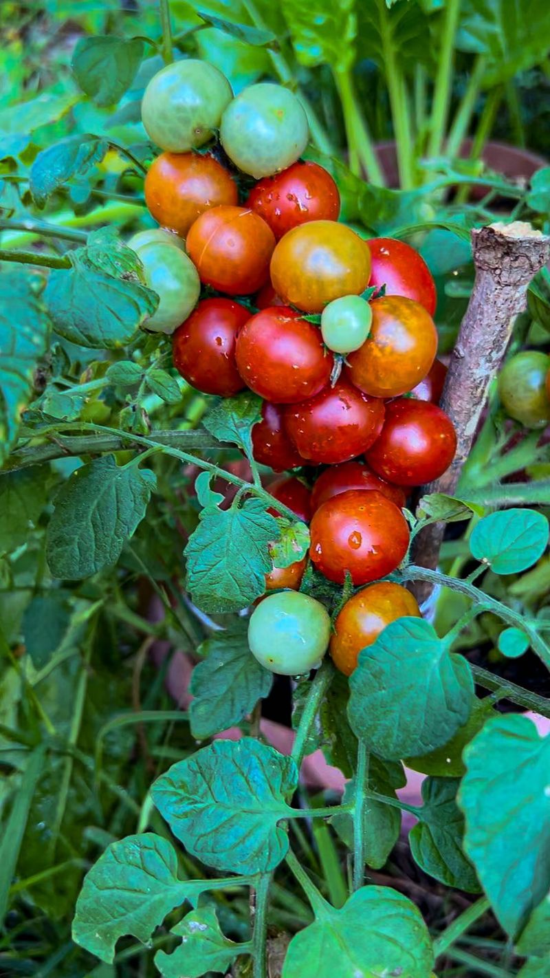 Tomatoes