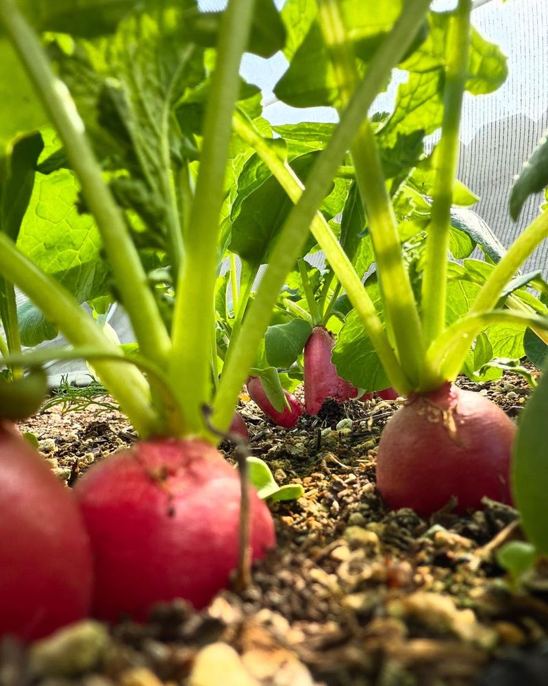 Radishes - Quick-Growing Friends