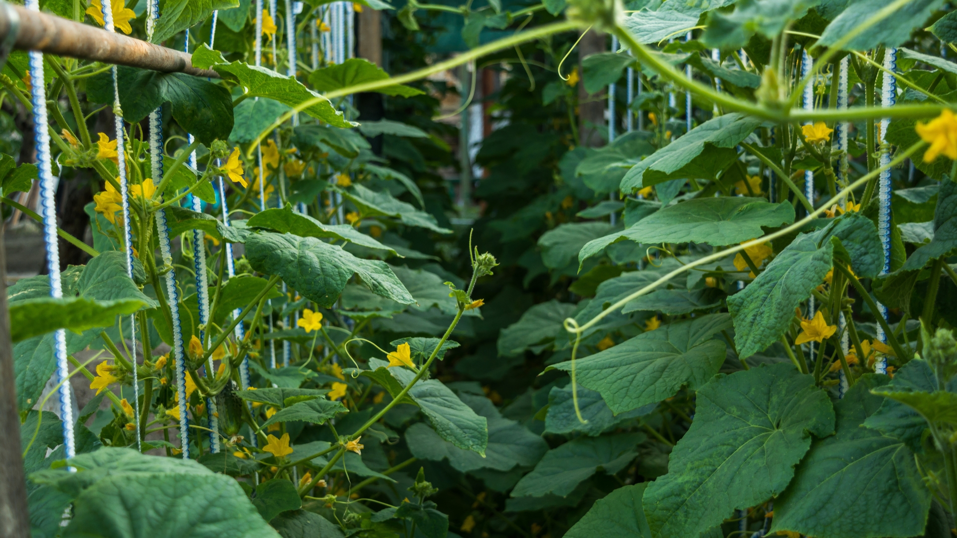 Cucumbers