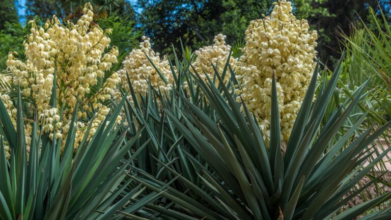 yucca plant