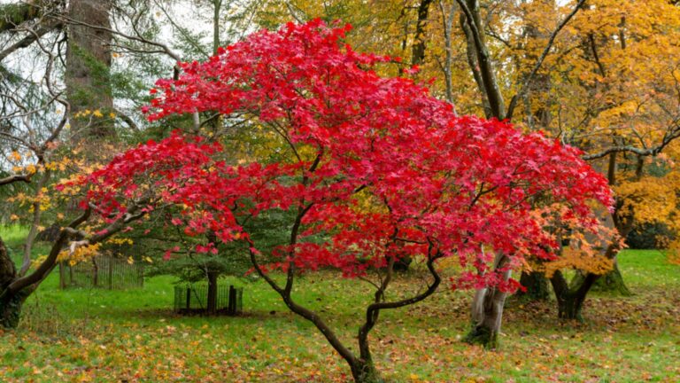 japanese maple tree