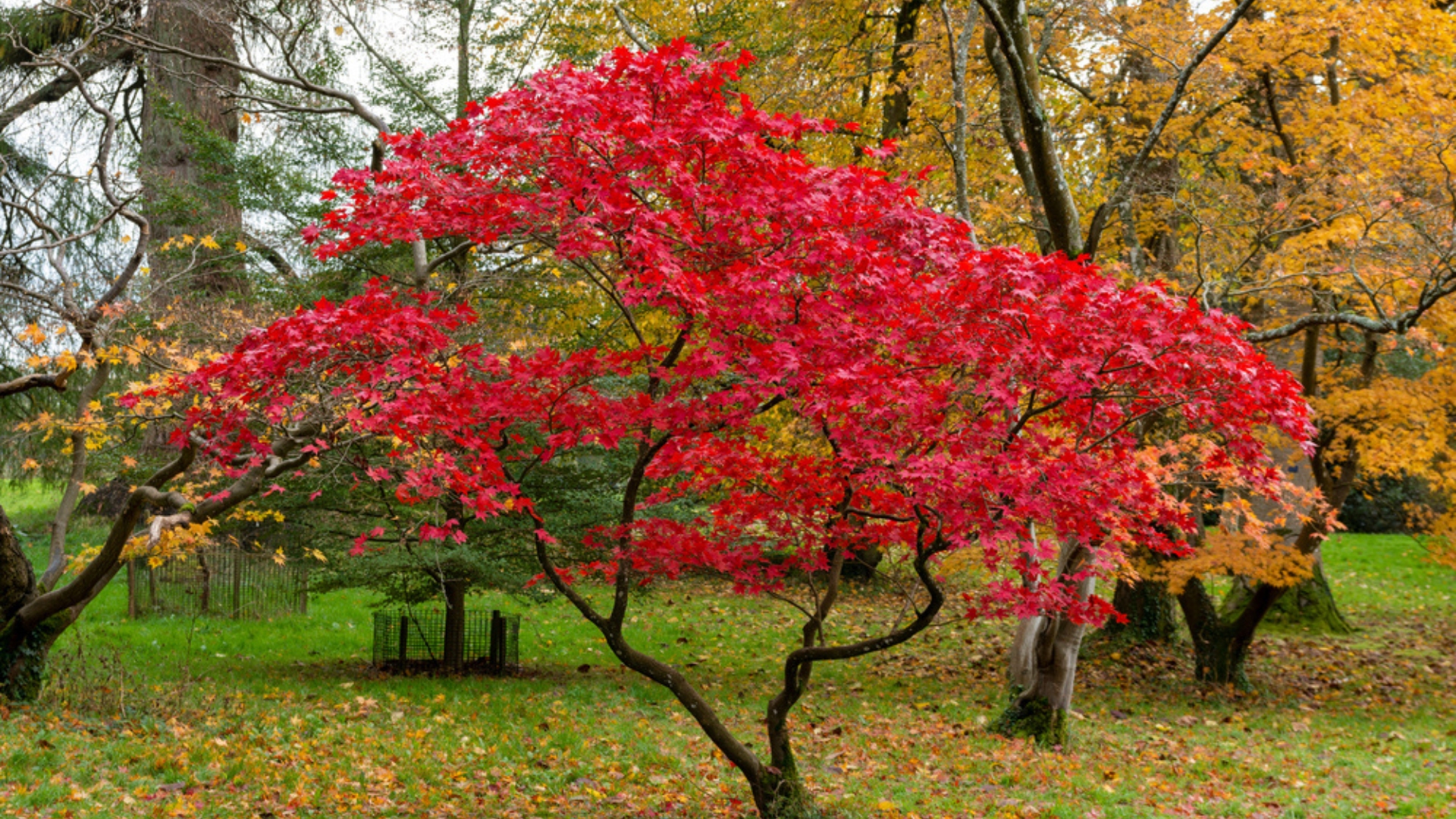 14 Smart Tips For Fertilizing Japanese Maples (And 3 Big Mistakes To Avoid)