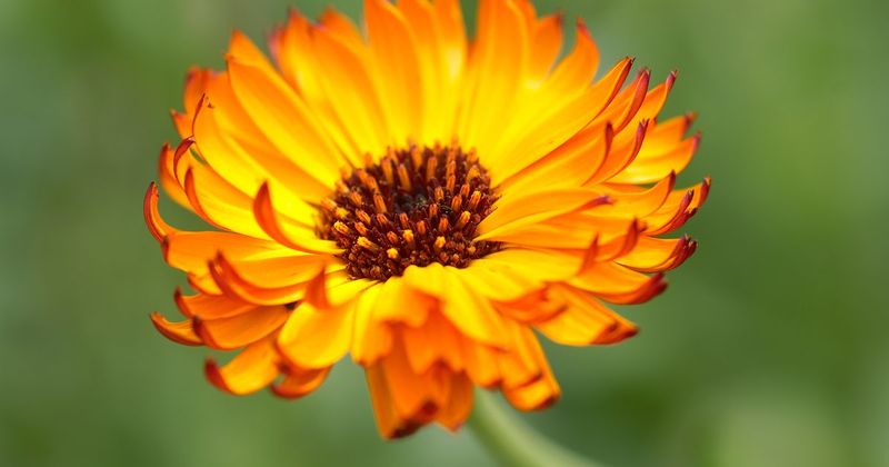 Calendula officinalis 'Indian Prince'