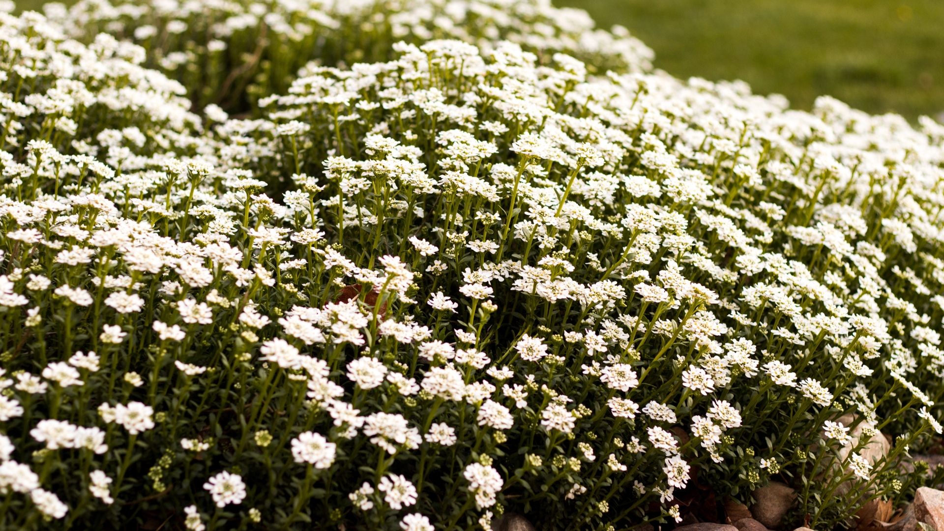 14 Stunning Ground Covers That Keep Deer Out Of Your Garden (Plus A Few Surprising Winners)