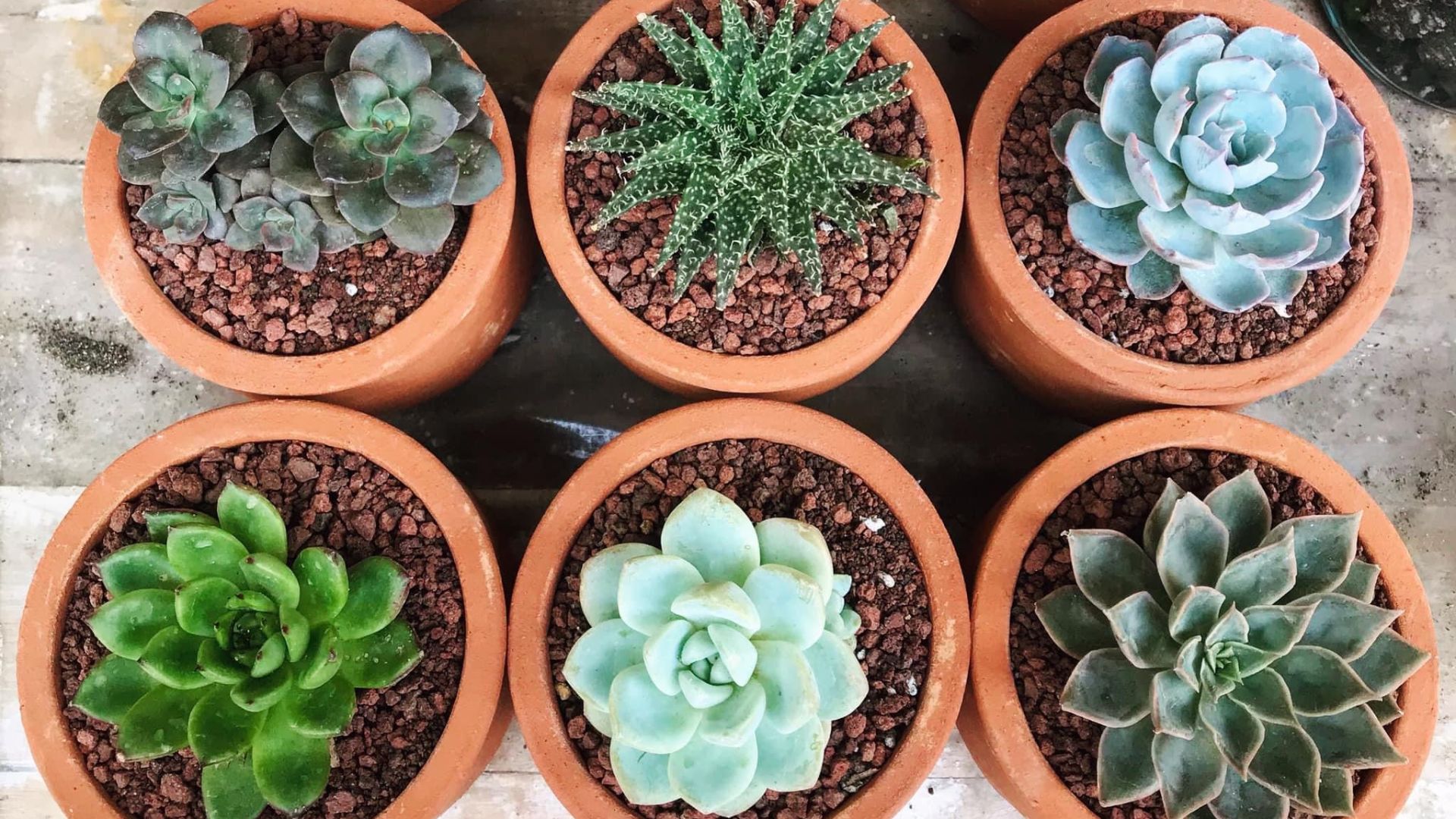 14 Succulents You Can Grow From Seed (And 3 That Are Better Bought Mature)