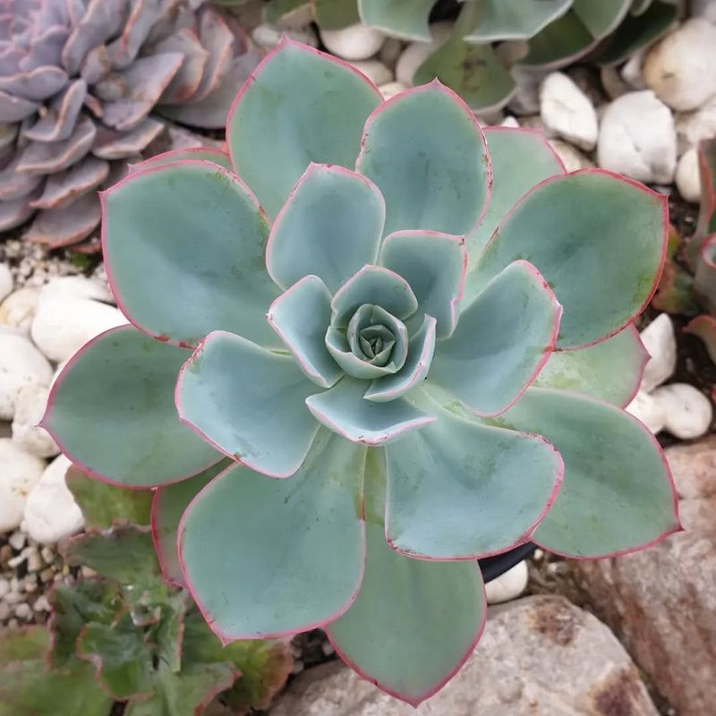Echeveria