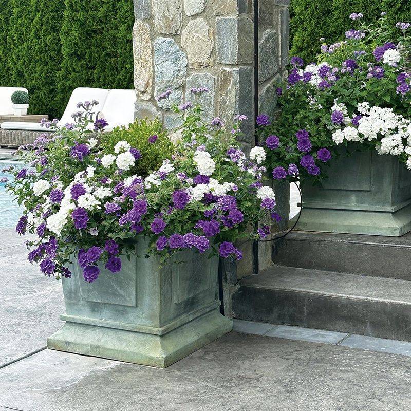 Vibrant Verbena Baskets