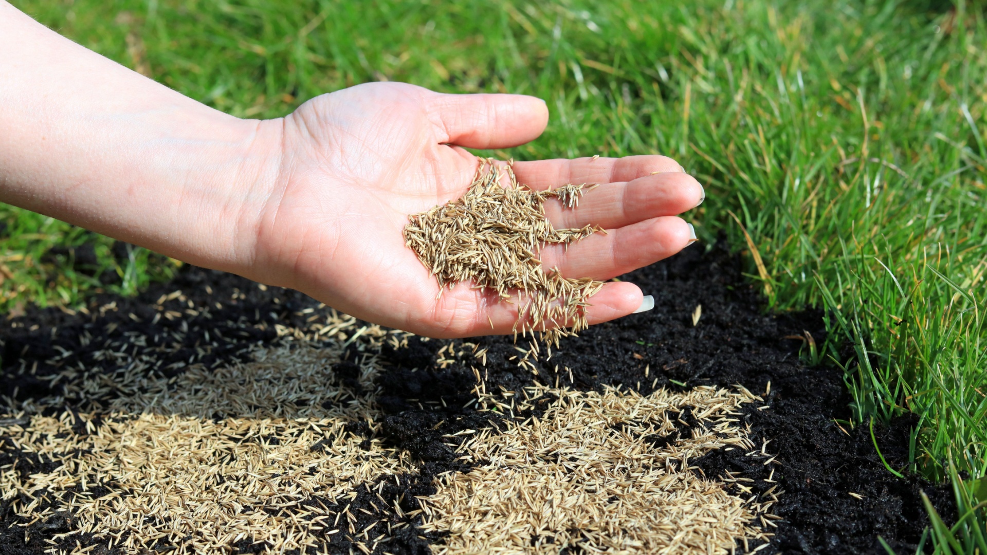 gardener scatters a handful of seeds on a lawn