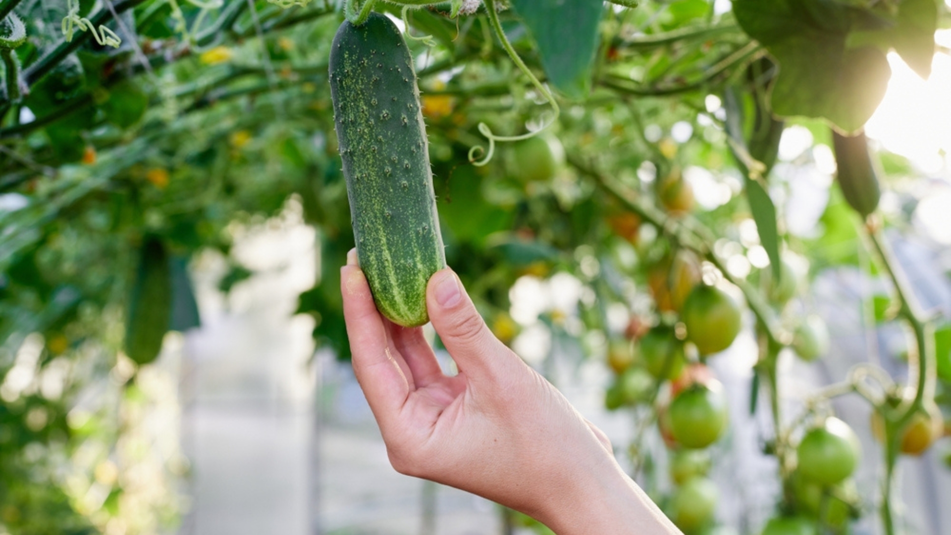woman's hand holding a cucumber