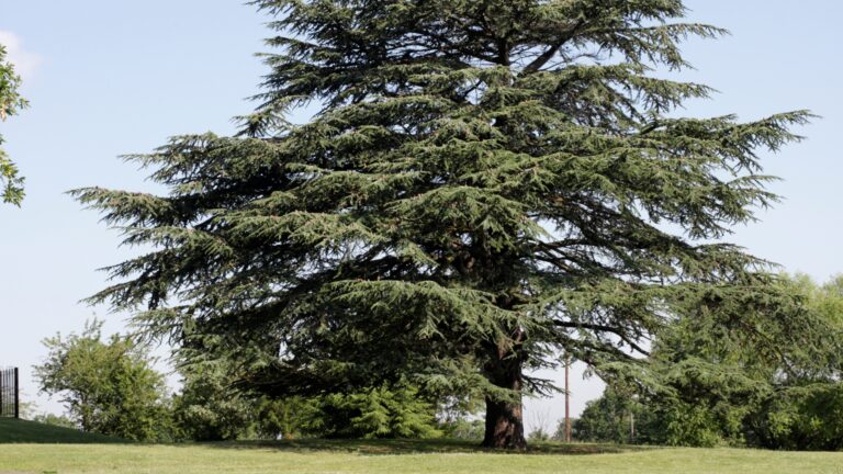 eastern red cedar tree