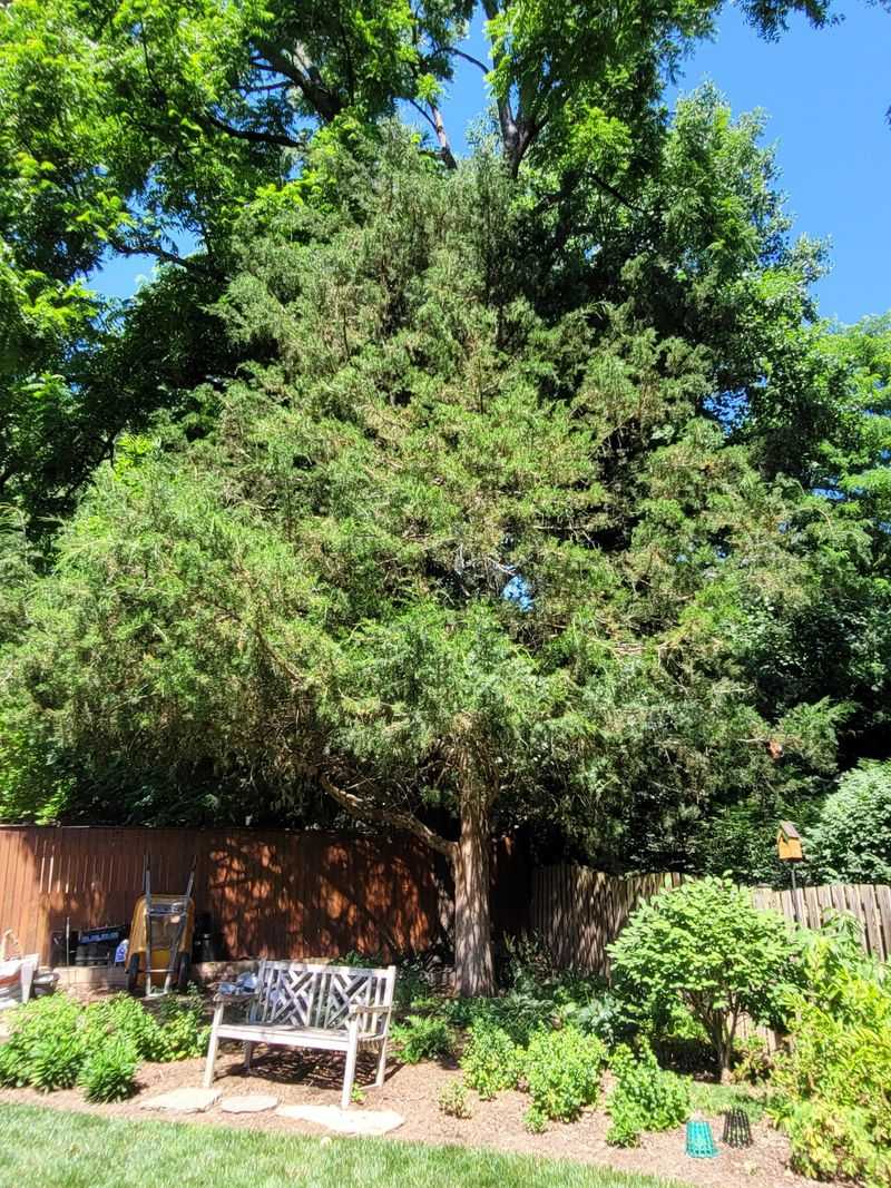 Eastern Red Cedar