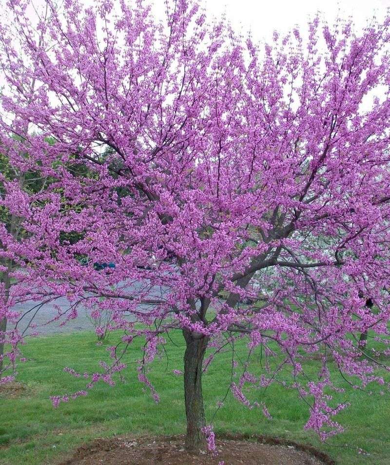 Eastern Redbud