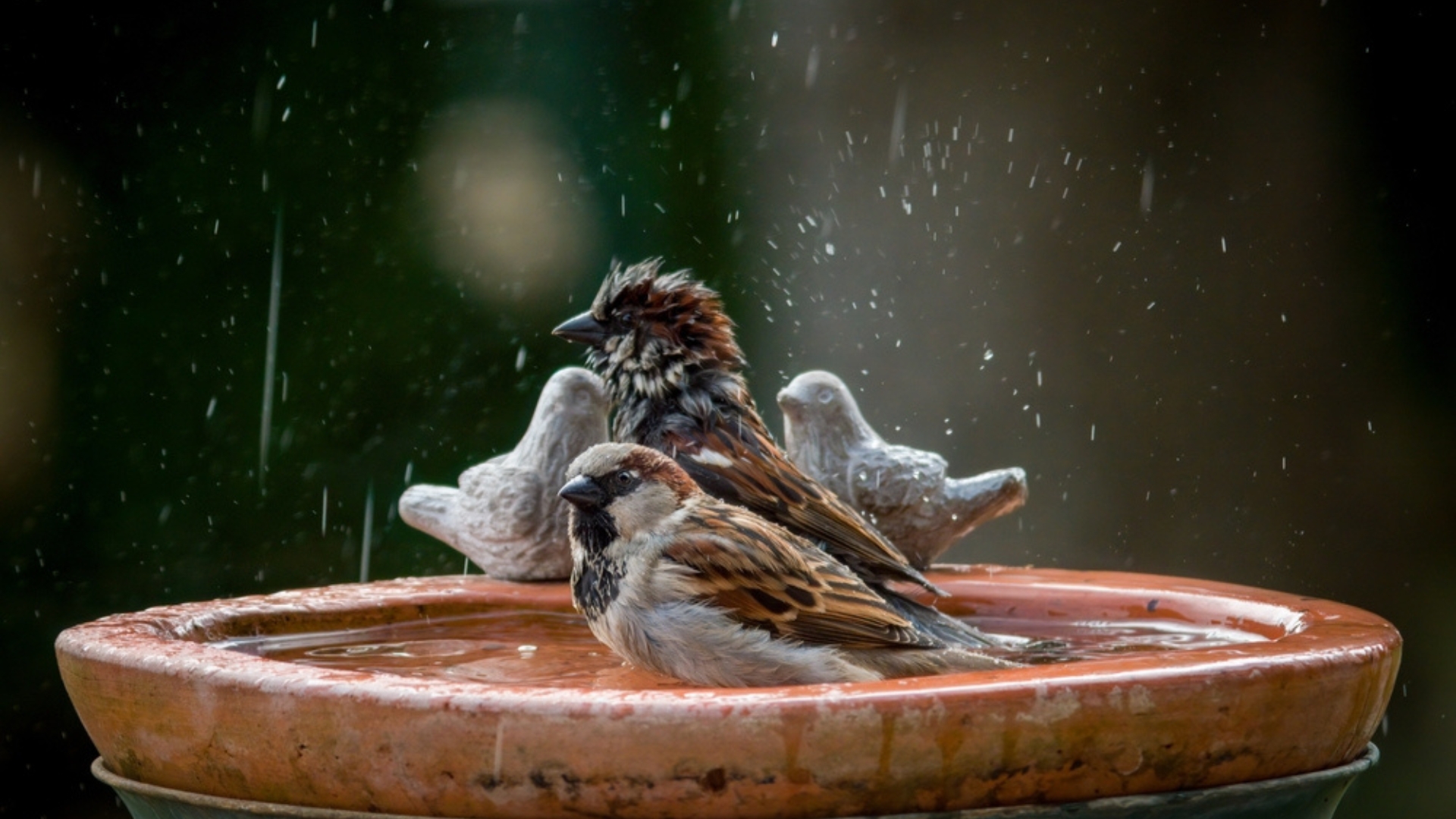 14 Tricks To Make Birds Flock To Your Birdbath (And 3 Rookie Mistakes To Avoid)