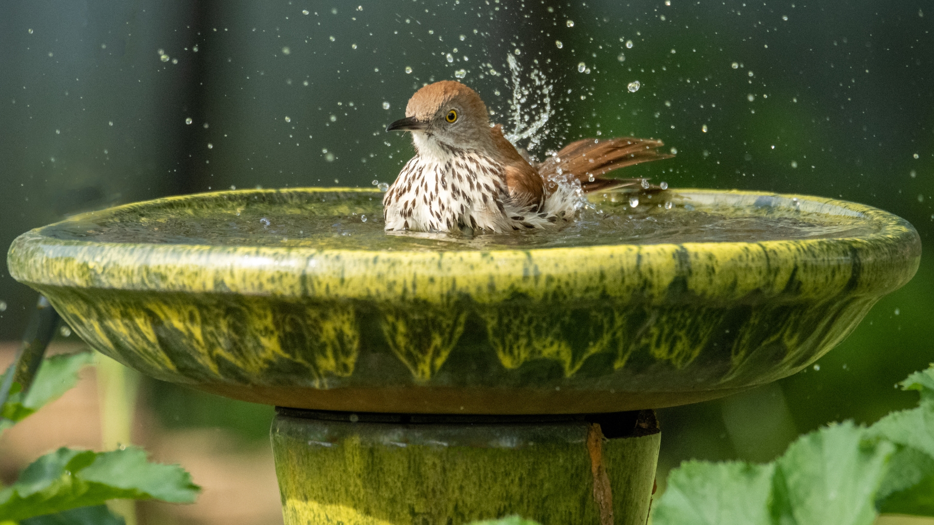 14 Tricks To Make Birds Flock To Your Birdbath (And 4 Rookie Mistakes To Avoid)