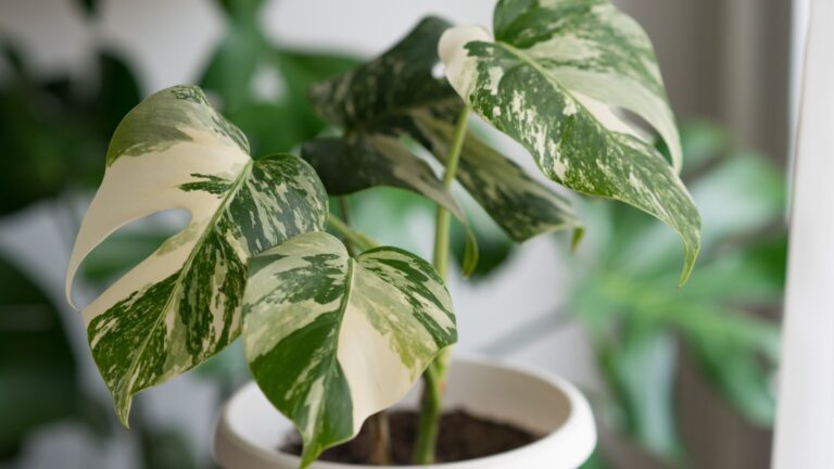 variegated monstera deliciosa