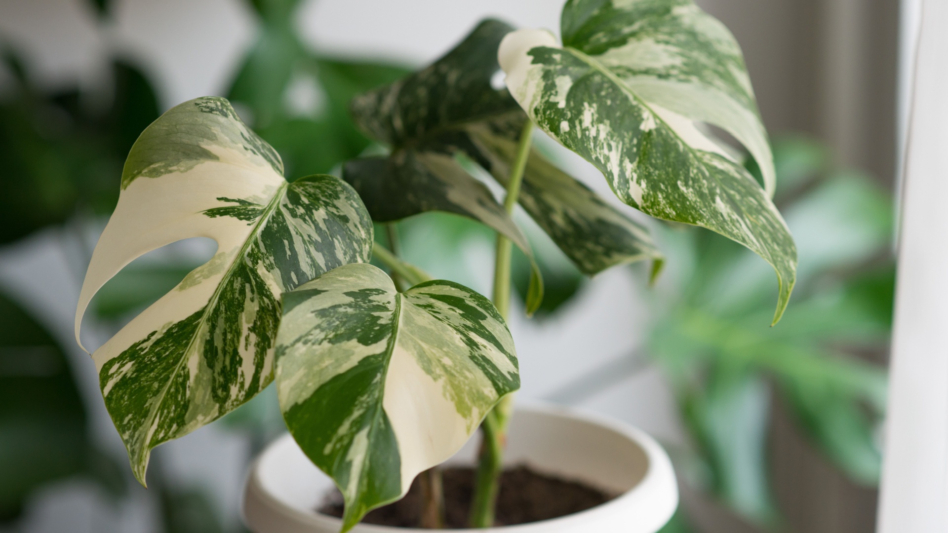 14 Variegated Plants That Pop With Color And Texture — With More Must-Haves Ahead