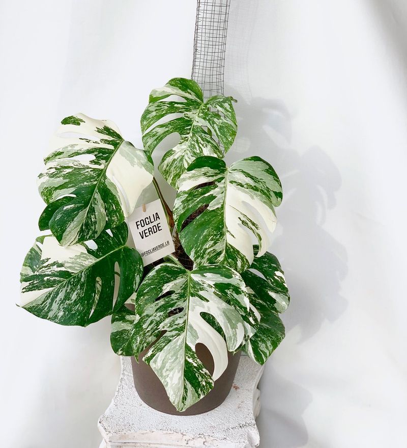 Variegated Monstera Deliciosa