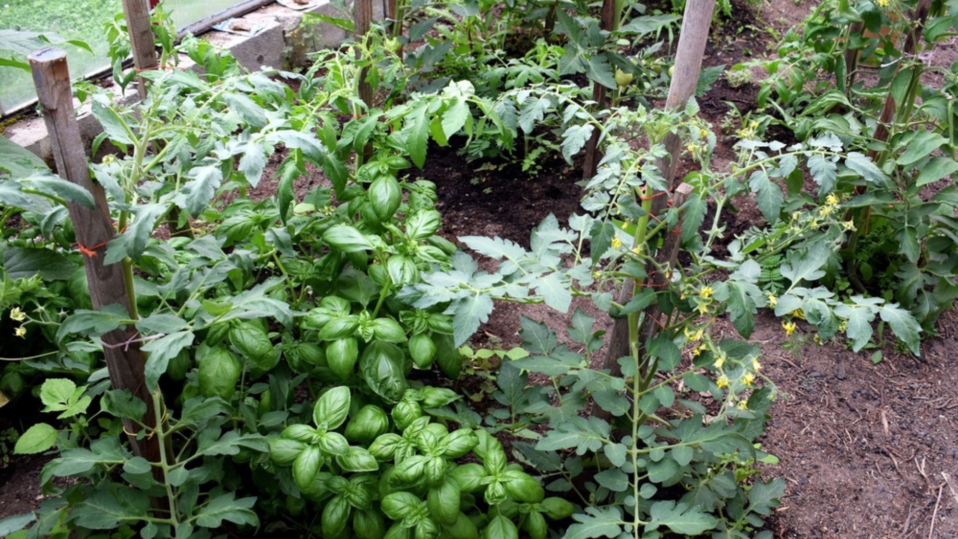 14 Vegetables That Love Growing Together (And The Worst Matches To Avoid)