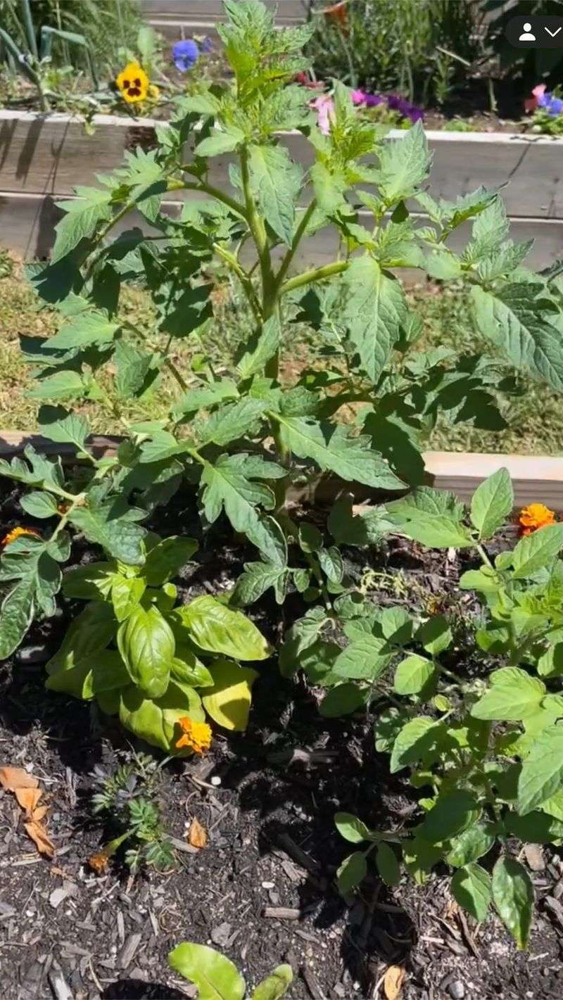 Tomatoes and Basil: The Classic Couple