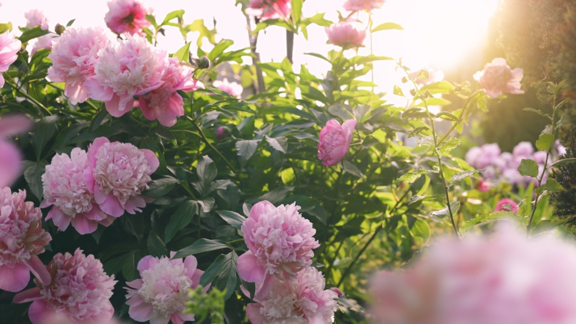 14 Ways To Make Your Peonies Bloom Longer (And 4 Mistakes You’ll Regret Making)