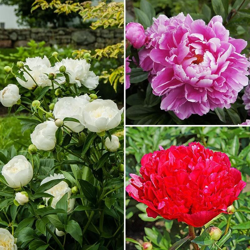 Plant Different Varieties
