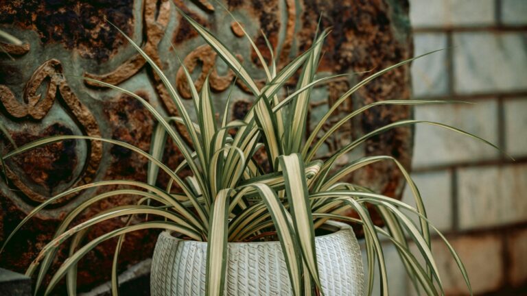 spider plant