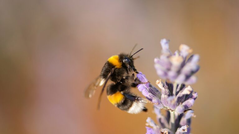 bumblebee on a flower