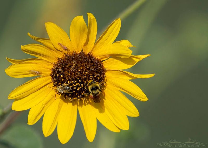 Sunflowers (Helianthus annuus)