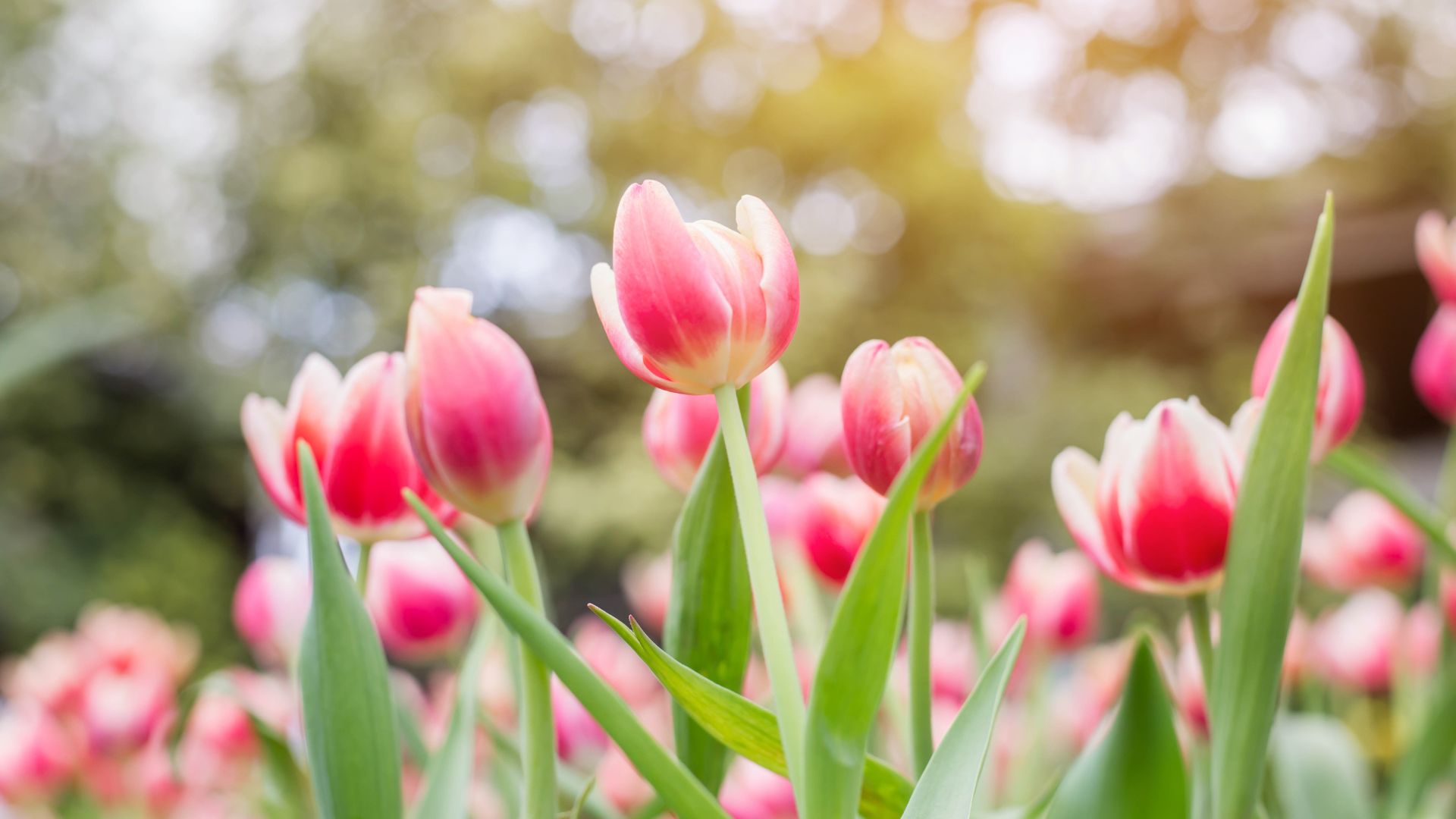 15 Beautiful Plants That May Not Last Long In Your Garden (And 4 Reliable Ones That Stay Strong)