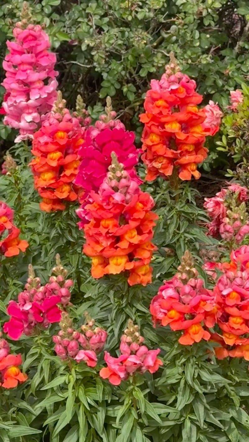 Snapdragons Shine Briefly