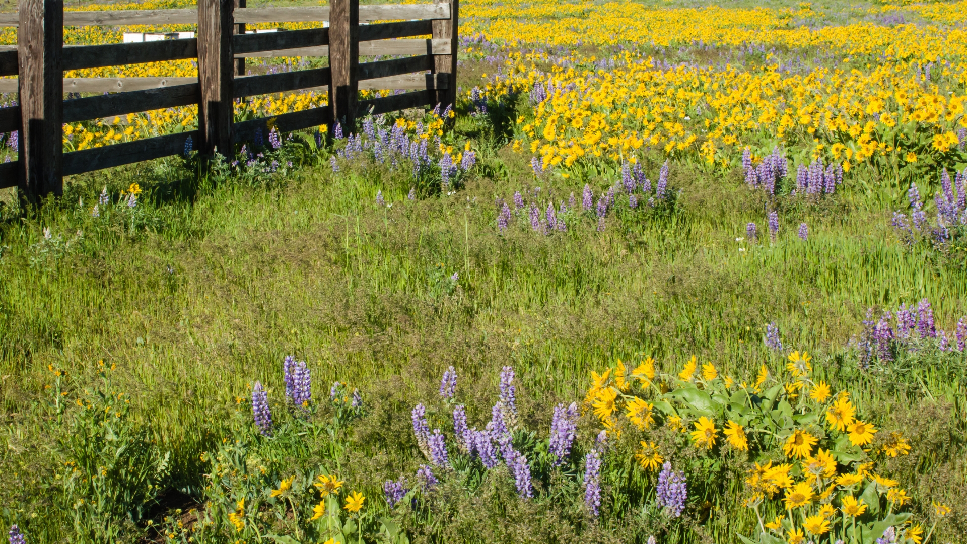 15 Benefits Of Planting A Meadow Lawn Instead Of Grass This Spring (And How To Make It Thrive)