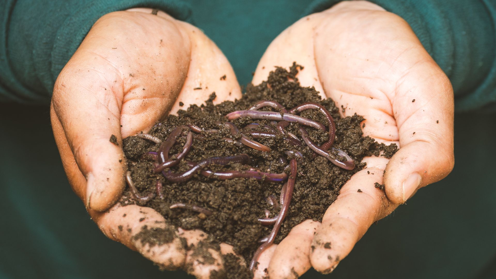 Earthworms on a Persons Hand