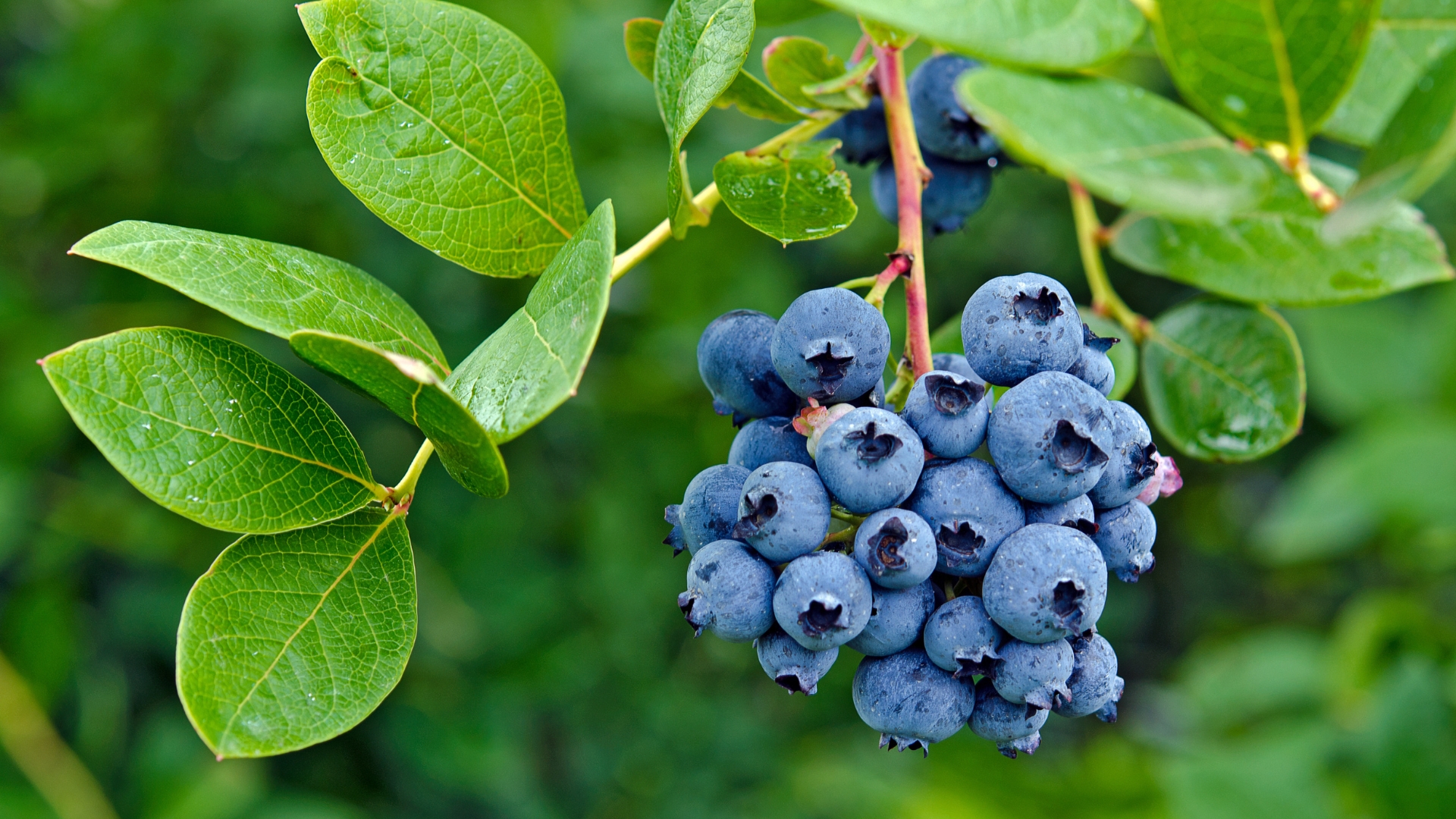 15 Blueberry Facts You Thought Were True (And The Shocking Truth Behind Them)