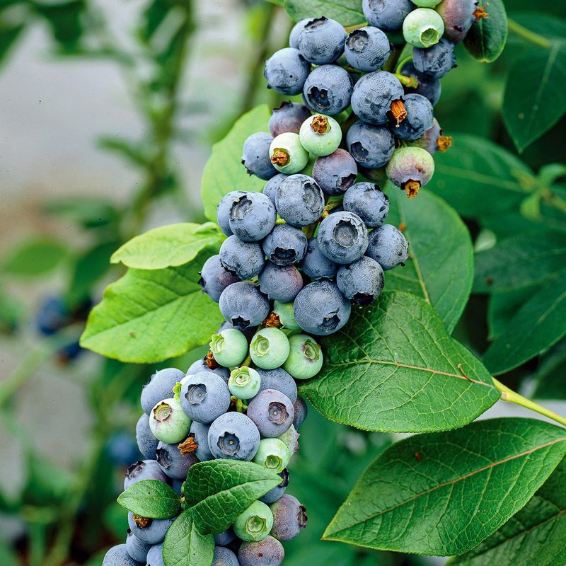 Blueberries Are Full of Antioxidants