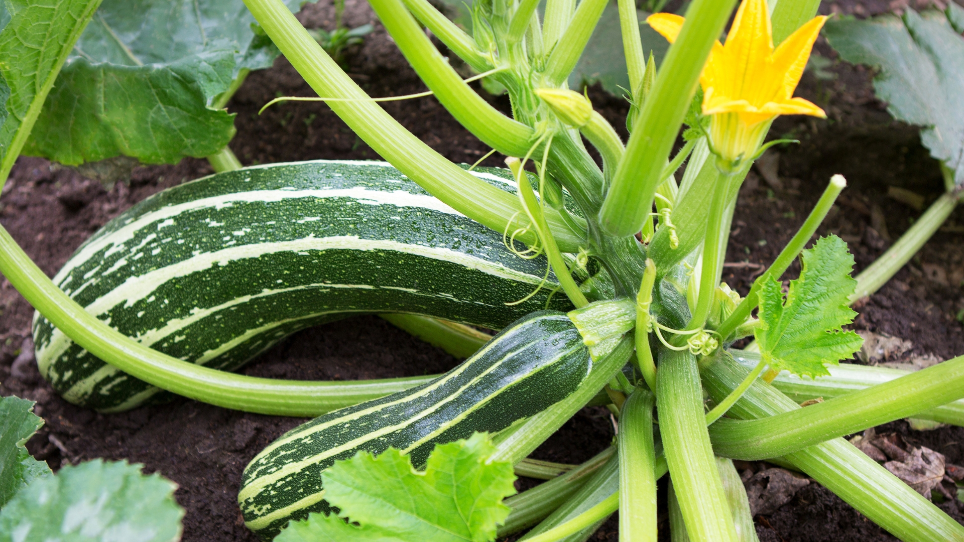 Zucchini