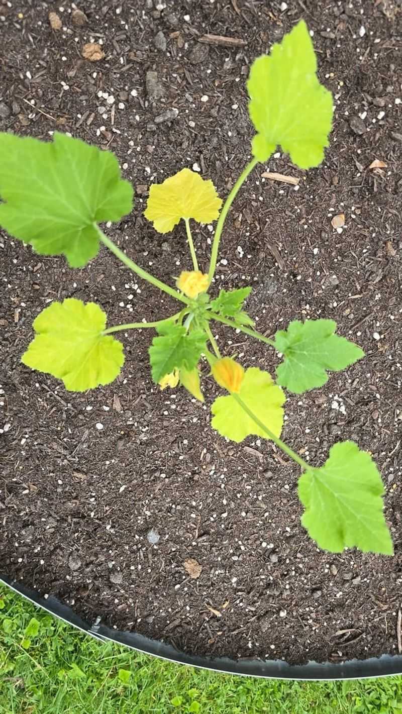 Nitrogen Deficiency