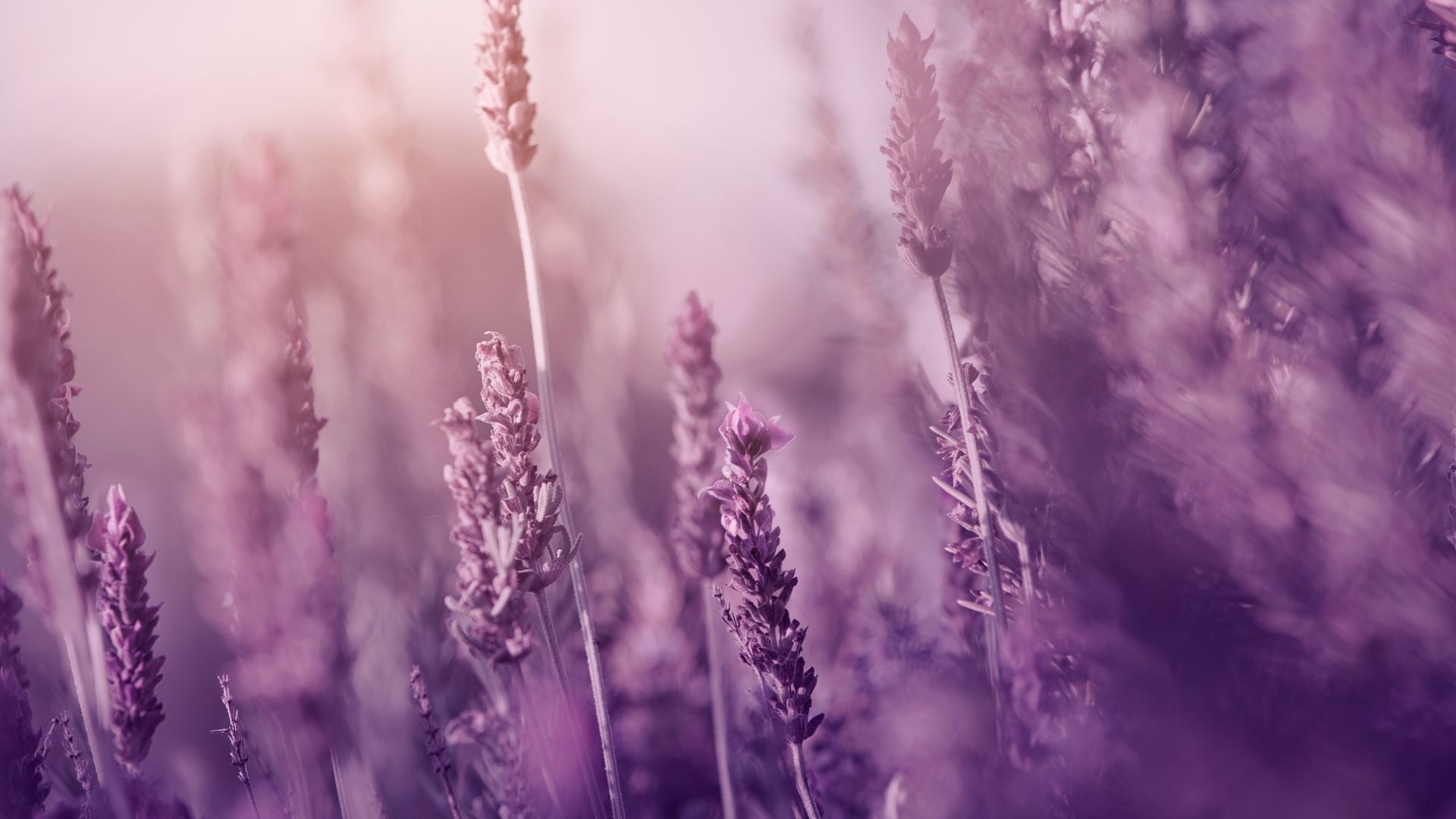 15 Cheap Flowers That Attract Bees, Butterflies, And Compliments