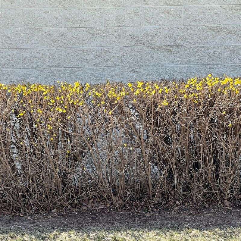 Pruning Spring-Flowering Shrubs