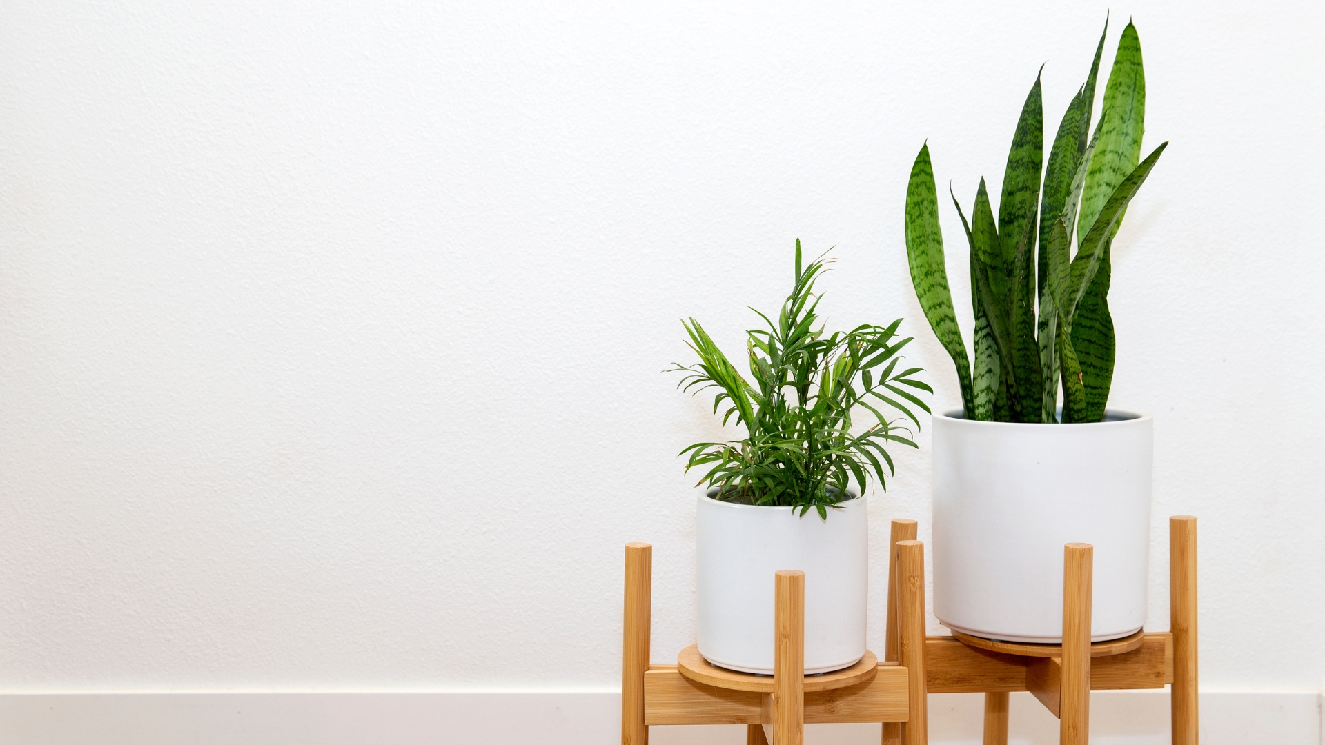15 Common Houseplants That Help Clean Your Air (And 5 That Actually Pollute It)