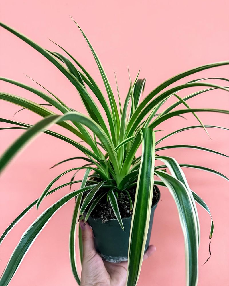 Spider Plant (Chlorophytum comosum)