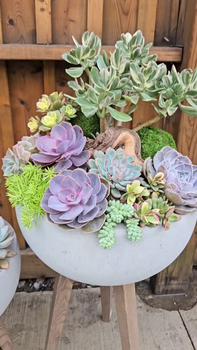 Sun-Loving Succulent Bowls