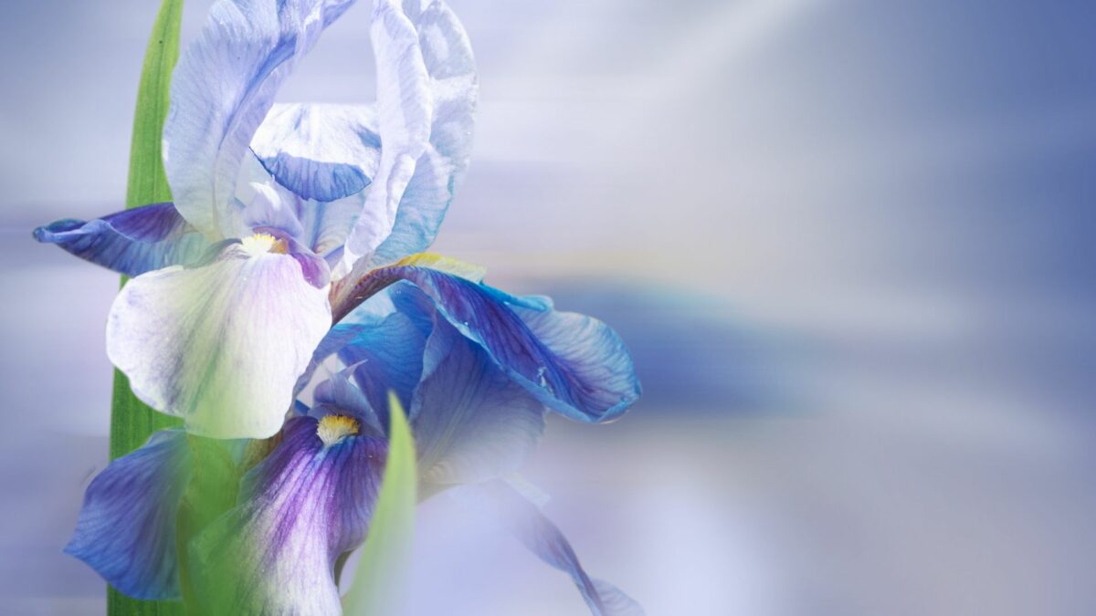 15 Creative Ways To Celebrate Iris Day In Your Backyard