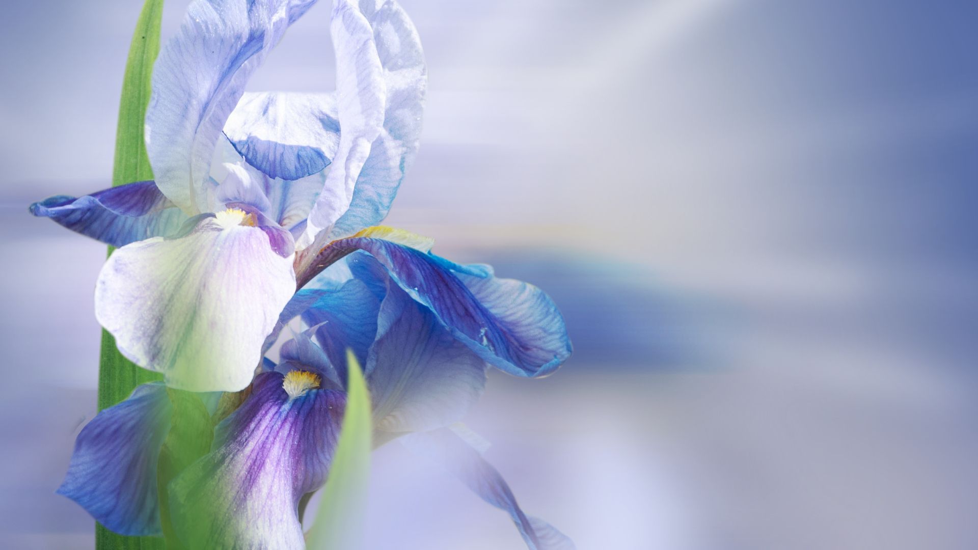 Iris