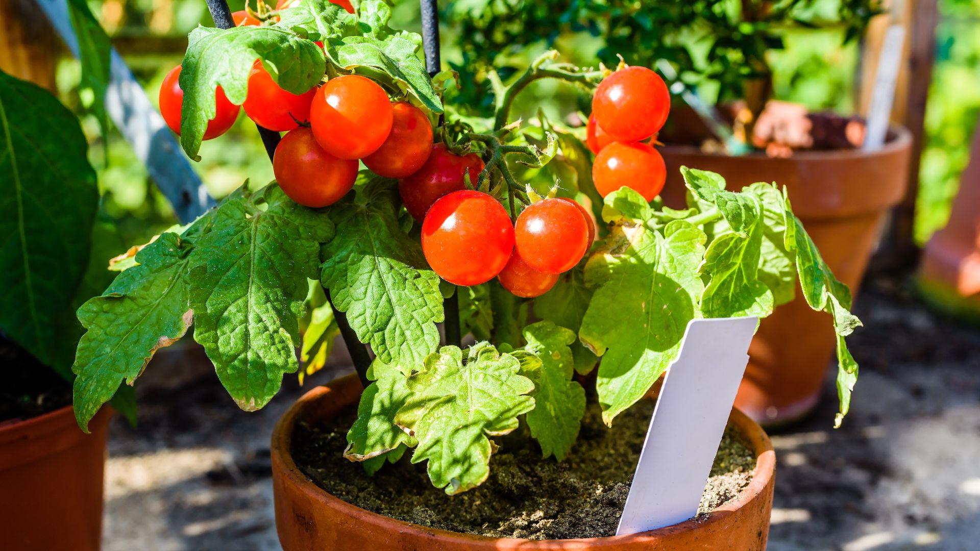 Tomato plant in pot