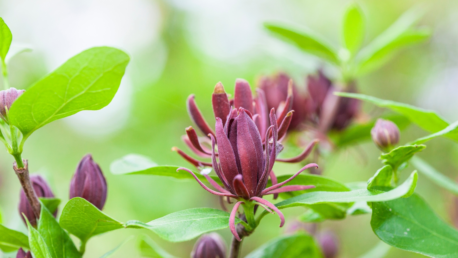 15 Easy Steps To Grow Sweetshrub And Enjoy Its Fragrant Blooms All Season