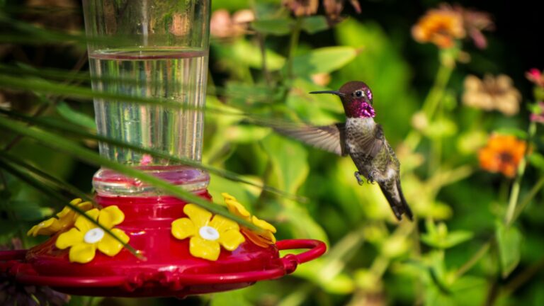 hummingbird approaches feeder