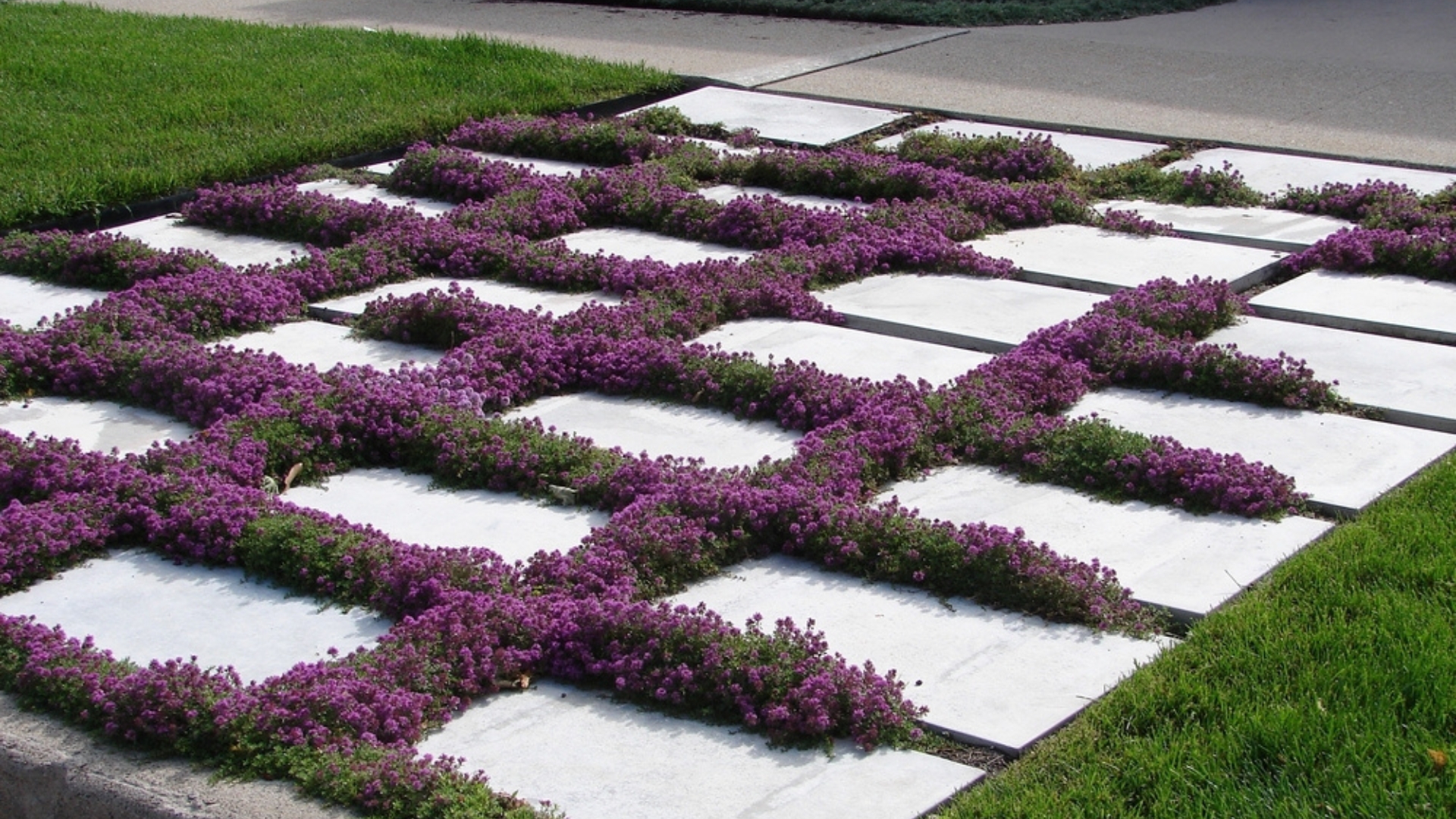 15 Essential Things To Know Before Choosing Creeping Thyme As A Ground Cover